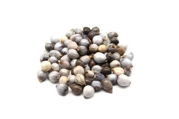 Semente Lagrima N. Senhora