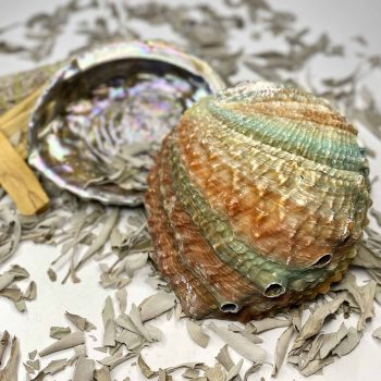 Abalone Concha +/- 8cm