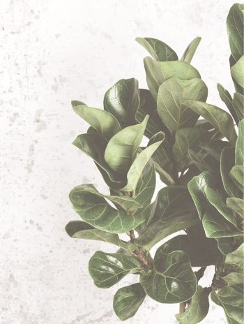 Quadro Tela Flor 30X40Cm