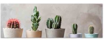 Quadro Tela Catus 120X40Cm