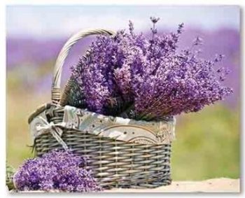 Quadro Tela Lavanda 40x50cm