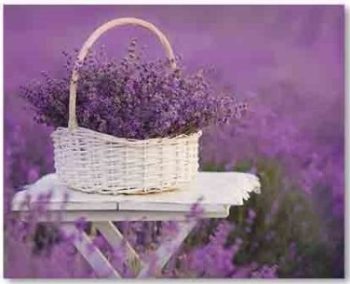 Quadro Tela Lavanda 40x50cm